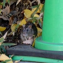 ネズミが築地市場から大量脱走！？豊洲移転「裏パニック」の全貌とは？