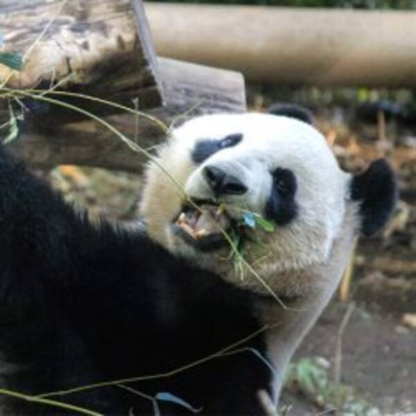 上野動物園のパンダが交尾に成功 大迫力の行為動画に女子アナも赤面 17年3月1日 エキサイトニュース