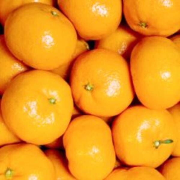 ガン予防にもなる ミカンの白い筋 の栄養価がすごい 18年2月1日 エキサイトニュース