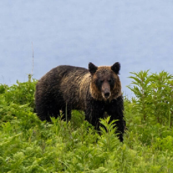 ヤギ クマ カモシカ ネズミが住宅地に出没 コロナ禍 の野生動物大移動 年5月18日 エキサイトニュース