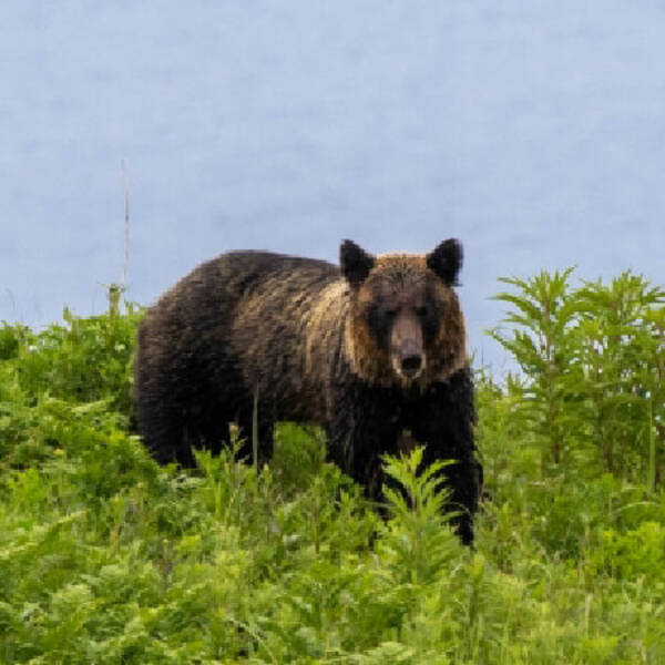 北海道で飼い犬がヒグマの餌食に それでも発砲できない 狩猟免許 の死角 年8月21日 エキサイトニュース