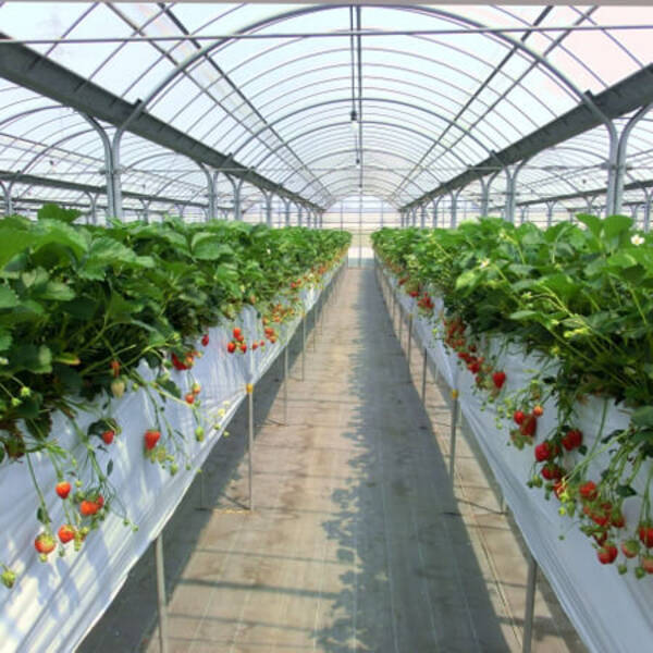 収穫前の 除草剤テロ に無断栽培 イチゴ農家の 受難 でクリスマスは 年11月10日 エキサイトニュース