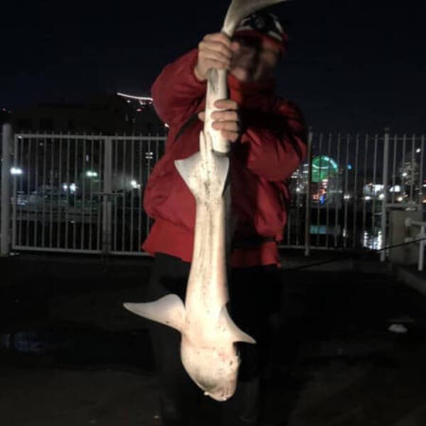 横浜 山下公園でサメが釣れた 餌はアジ 40分の格闘で132センチの大物が 年12月12日 エキサイトニュース