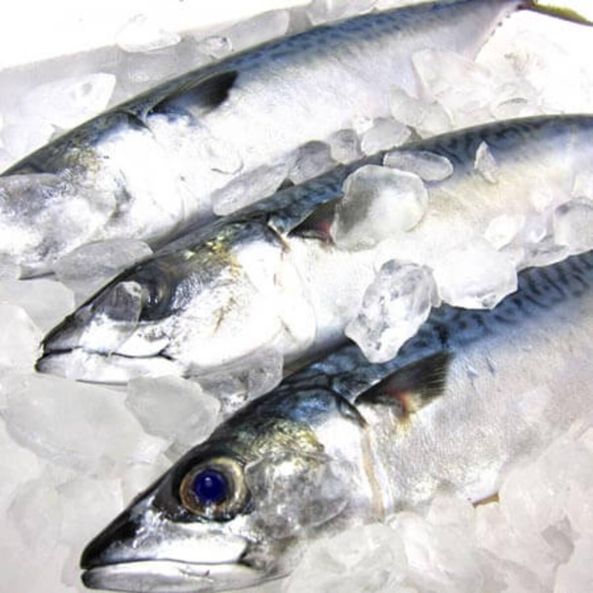 政府が 陸上養殖 を本格支援 サバの刺身が普及しそうな理由とは 21年1月7日 エキサイトニュース