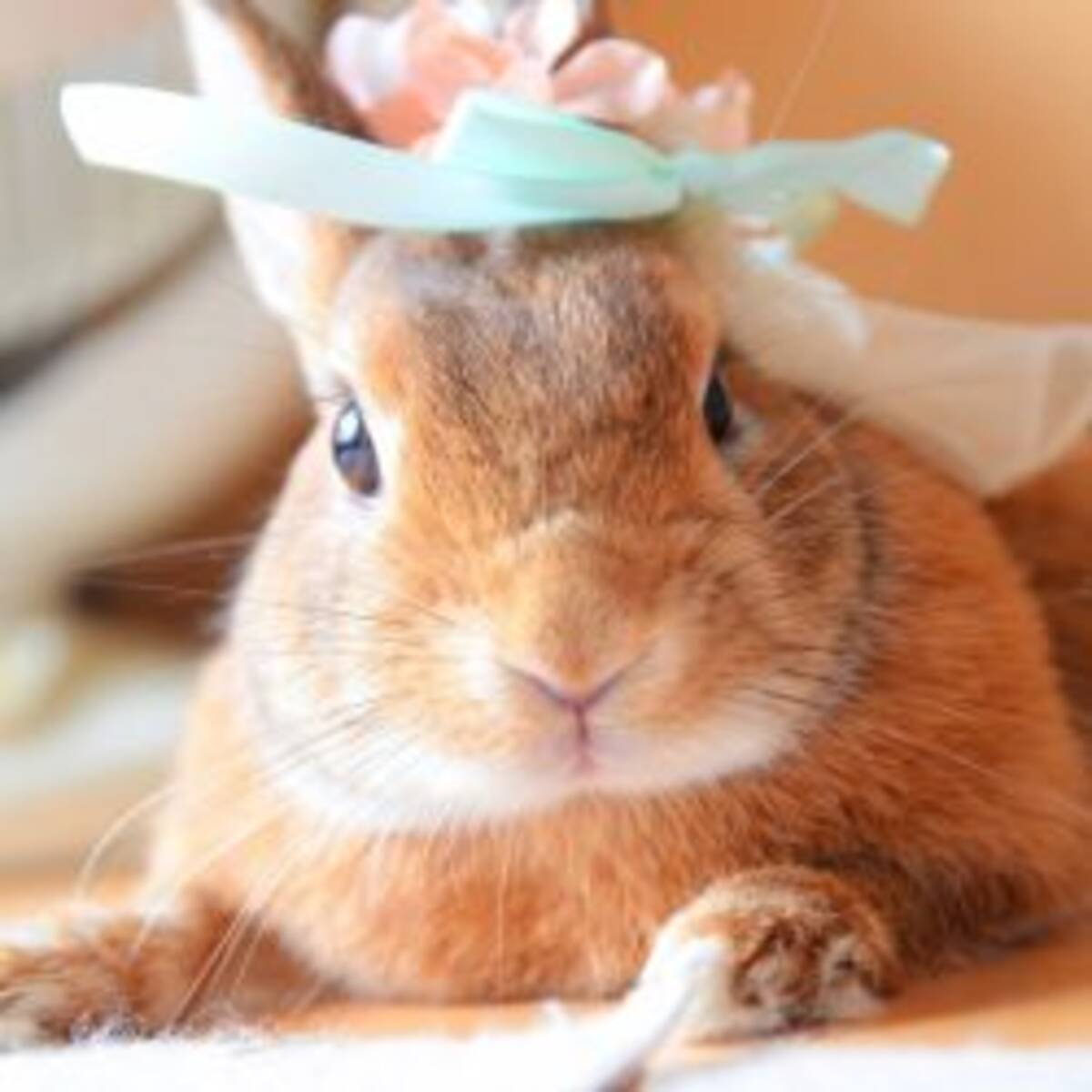 可愛いウサギを飼いたい 犬や猫との違いは何 22年7月6日 エキサイトニュース