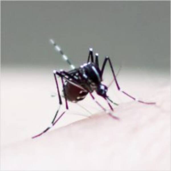 蚊やコバエの季節 アロマで簡単手作り 虫よけスプレー はいかが 18年6月15日 エキサイトニュース