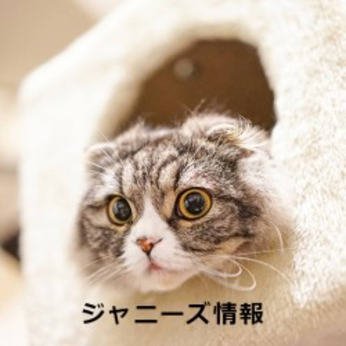 Smap 第二の既婚者 は香取慎吾 40歳目前で 結婚しますモード 全開 16年2月13日 エキサイトニュース