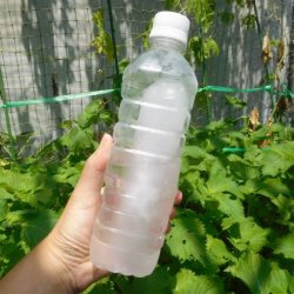 ひんやり心地よく 夏のダイエット術とは 22年7月26日 エキサイトニュース ひんやり心地よく 夏のダイエット術とは 22年7月26日 エキサイトニュース