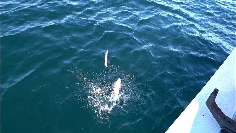 クロスカブで行く！ 1万円でいろんな魚がめっちゃ釣れるオホーツク海、船釣り体験ツーリング