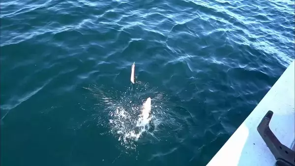 「クロスカブで行く！ 1万円でいろんな魚がめっちゃ釣れるオホーツク海、船釣り体験ツーリング」の画像
