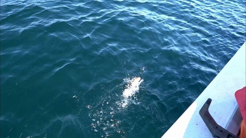 クロスカブで行く！ 1万円でいろんな魚がめっちゃ釣れるオホーツク海、船釣り体験ツーリング