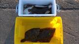 「クロスカブで行く！ 1万円でいろんな魚がめっちゃ釣れるオホーツク海、船釣り体験ツーリング」の画像17