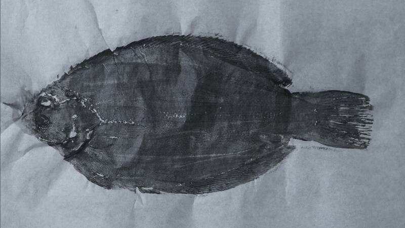 クロスカブで行く！ 1万円でいろんな魚がめっちゃ釣れるオホーツク海、船釣り体験ツーリング
