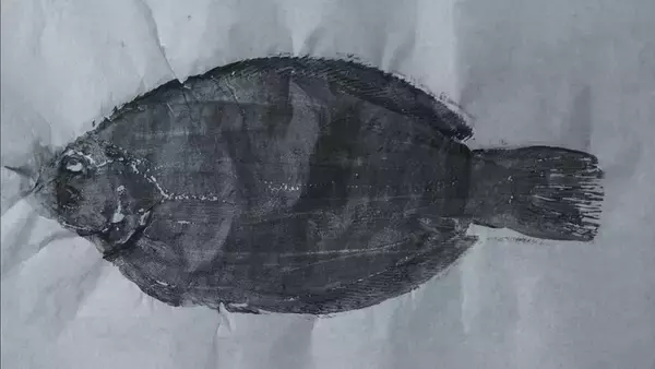 「クロスカブで行く！ 1万円でいろんな魚がめっちゃ釣れるオホーツク海、船釣り体験ツーリング」の画像