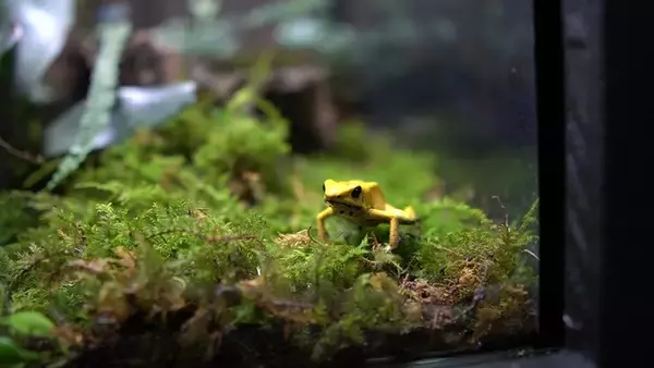 「スズキ「GIXXER 150（ジクサー150）」でクサヤ探しの旅に出た！」の画像