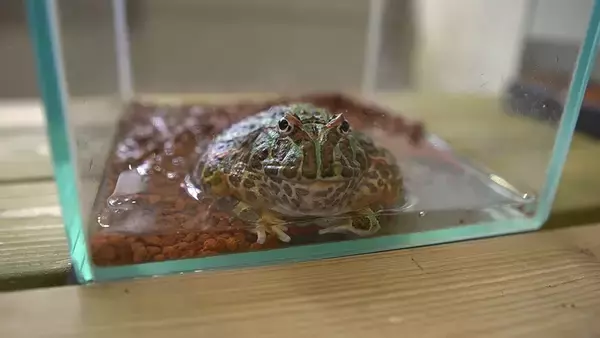 「スズキ「GIXXER 150（ジクサー150）」でクサヤ探しの旅に出た！」の画像