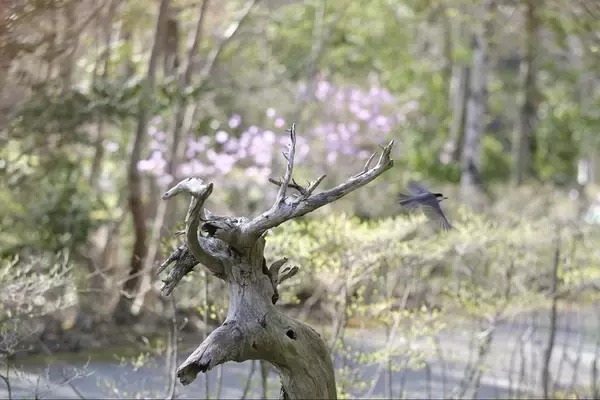 「ヤマハの3輪バイク「トリシティ125」に乗ってバードウォッチングの旅」の画像