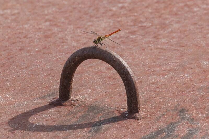 D1GP第5～6戦・エビスでTOYO TIRESが天を味方につけて2連勝！