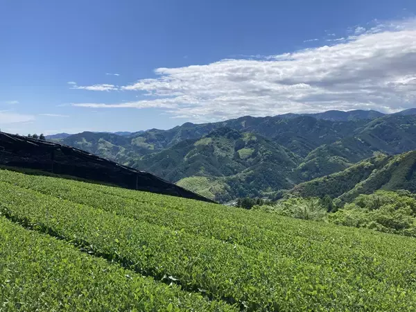 「また会えた…！「ミルクレア 天空の抹茶」あの“むにゅ～っ食感”復活」の画像