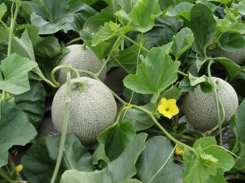 258円で味わえる贅沢！ 北海道産メロン果汁21％使用の「とろける食感ぎゅっとメロン」がファミマに登場