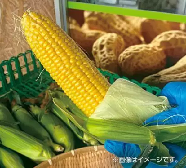 「【道の駅木更津 うまくたの里】土日祝恒例の詰め放題に「メロン」「ブルーベリー」が登場！野菜だけでない、旬の果物も楽しめる「ウマウマ農産物イベント」7月～10月も開催継続！」の画像
