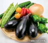 「【道の駅木更津 うまくたの里】土日祝恒例の詰め放題に「メロン」「ブルーベリー」が登場！野菜だけでない、旬の果物も楽しめる「ウマウマ農産物イベント」7月～10月も開催継続！」の画像3