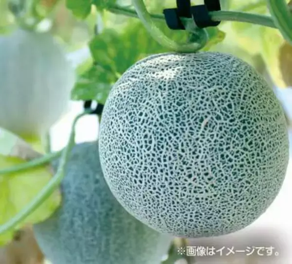 「【道の駅木更津 うまくたの里】土日祝恒例の詰め放題に「メロン」「ブルーベリー」が登場！野菜だけでない、旬の果物も楽しめる「ウマウマ農産物イベント」7月～10月も開催継続！」の画像