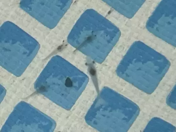 「廃止した水道施設で育てた地元産バナメイエビを横須賀朝市で初披露　試食・海老釣り体験を通じて、地域発の新しい陸上養殖モデルを発信」の画像