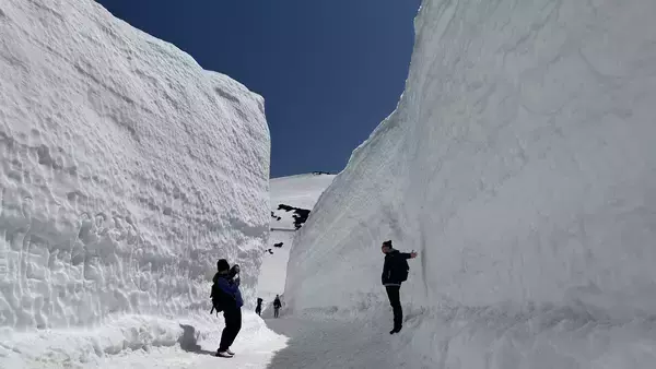 「「立山黒部アルペンルート」、4月15日(水)全線開通　春の絶景「雪の大谷」の高さは12mに！」の画像