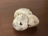 「"幻の香料"龍涎香を体感する特別講座、6月14日に東京で開催」の画像1