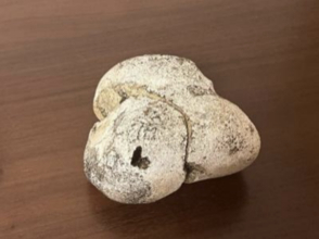 "幻の香料"龍涎香を体感する特別講座、6月14日に東京で開催