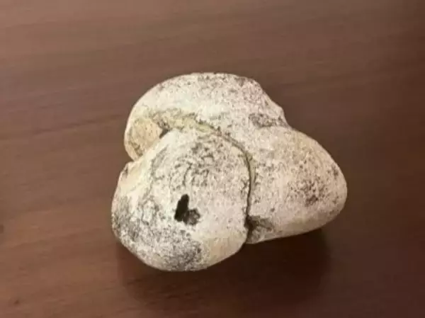 "幻の香料"龍涎香を体感する特別講座、6月14日に東京で開催