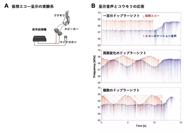 コウモリは獲物を見つけるために"静寂"を作る