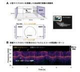 「コウモリは獲物を見つけるために"静寂"を作る」の画像2