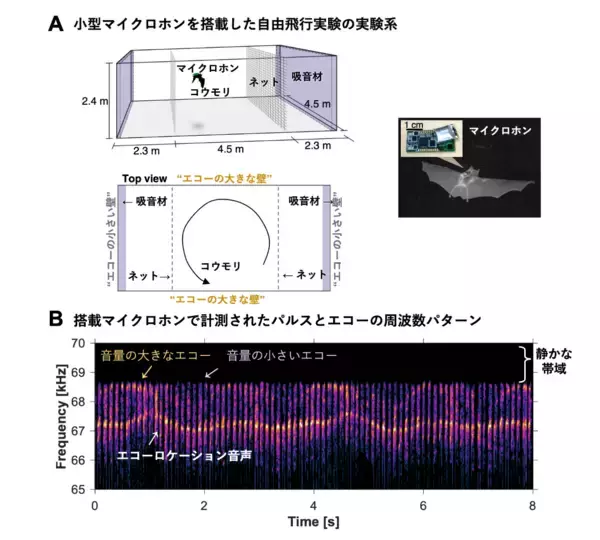 「コウモリは獲物を見つけるために"静寂"を作る」の画像