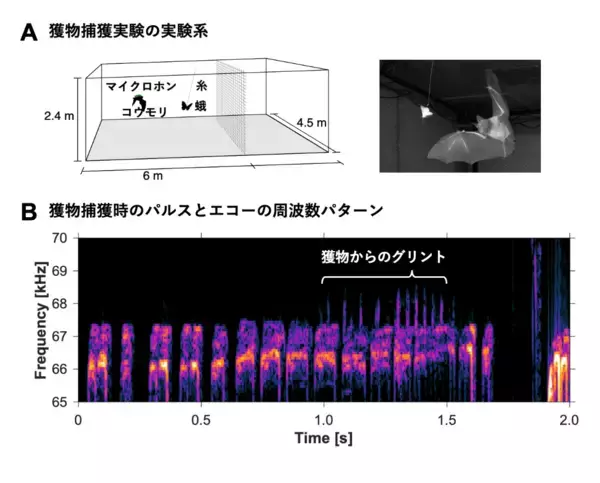 「コウモリは獲物を見つけるために"静寂"を作る」の画像