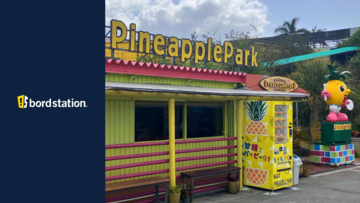 【ボードステーション導入事例】　沖縄県名護市「ナゴパイナップルパーク」にオリジナルグッズが買える自販機を設置