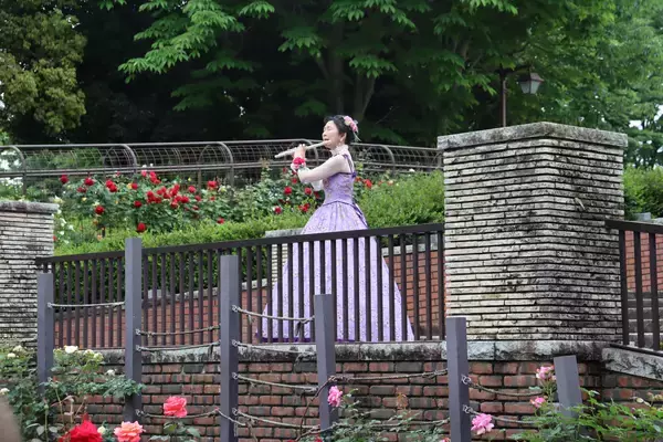 「【5/11～17開催】バラの香りに包まれる至福の一週間。秋留台公園「ローズフェスタ2026春」」の画像