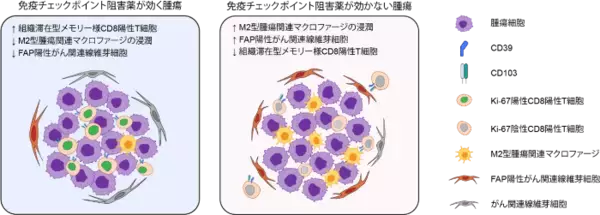 世界初の細胞環境解析により肺がん免疫療法の耐性因子を解明　耐性因子を標的とする難治性肺がんの新たな治療法開発に期待