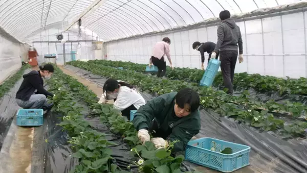 農学部生が栽培した「近大ICTイチゴ」を食品流通関連イベントに出展　企業関係者との交流を通じて社会的視野を広げる