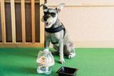 「愛犬の"飲み水"にもこだわる新サービス　犬用浄軟水器を全客室に導入～くにさき 森と海のドッグリゾート～」の画像1