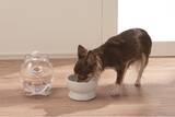 「愛犬の"飲み水"にもこだわる新サービス　犬用浄軟水器を全客室に導入～くにさき 森と海のドッグリゾート～」の画像4