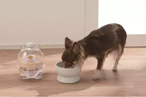 「愛犬の"飲み水"にもこだわる新サービス　犬用浄軟水器を全客室に導入～くにさき 森と海のドッグリゾート～」の画像