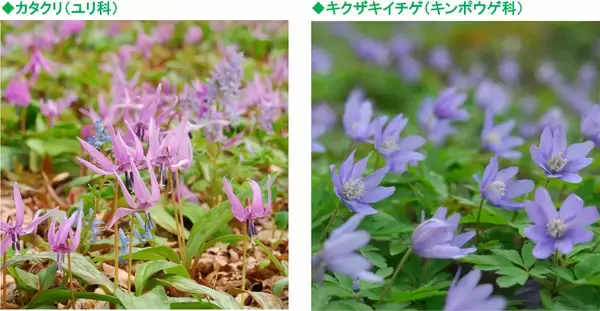 「六甲高山植物園～春の妖精～「カタクリ、キクザキイチゲ」の群落が見頃です！」の画像