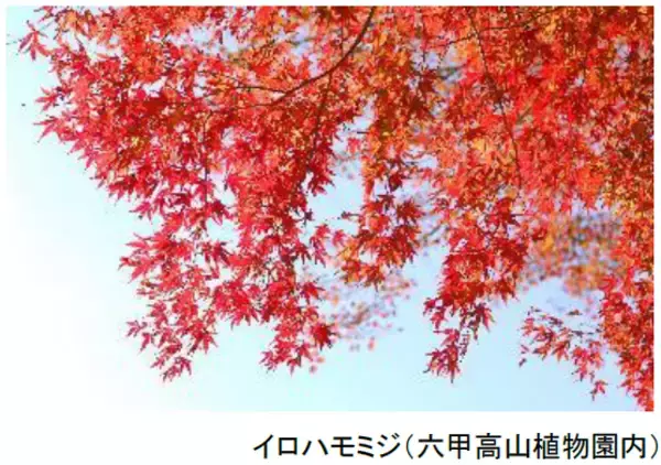 「六甲高山植物園 ROKKO森の音ミュージアム文化の秋 月曜こども無料キャンペーン秋の月曜日は、こども入場無料」の画像