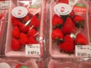 ICT(情報通信技術)を活用した「なら近大農法」を用いて栽培したコープの農場のいちごを「NARA STRAWBERRY FESTA 2026（いちごキングダム）」に出店します