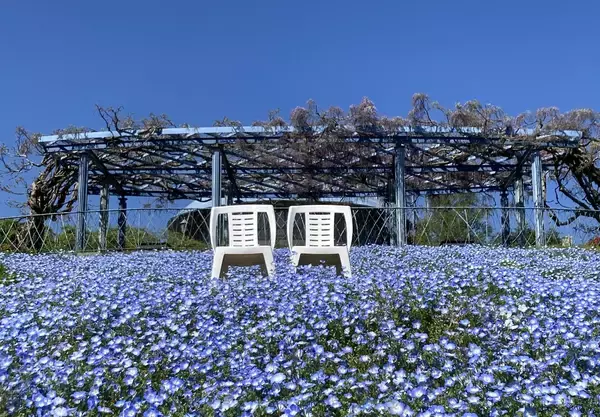 「比叡山頂の“眺望”庭園美術館 ～ガーデンミュージアム比叡～4 月18 日(土) 2026 年度の営業を開始します」の画像