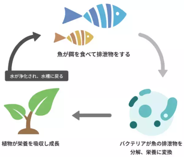 「HISモバイル、環境モニタリングIoT「マナシステム(R)」向けに専用SIM・Wi-Fiルーターを提供開始　陸上養殖・水耕栽培の遠隔監視を通信面から支援」の画像