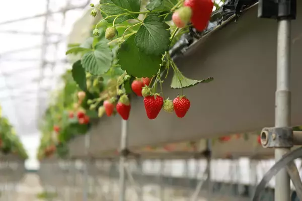 「【ラ・メゾン アンソレイユターブル パティスリー】ペリエ稲毛店 2026年4月22日（水）グランドオープン！」の画像