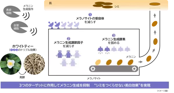 メラニン生成の初期段階に着目し、シミをつくらせない美白効果を実現